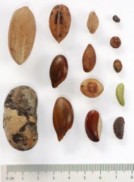 Seeds dispersed by V. variegata