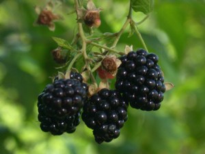 blackberries