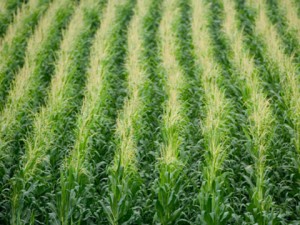 Activists claim attempts to consolidate South Africa's seed market could further expand monoculture farming