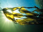 seaweed